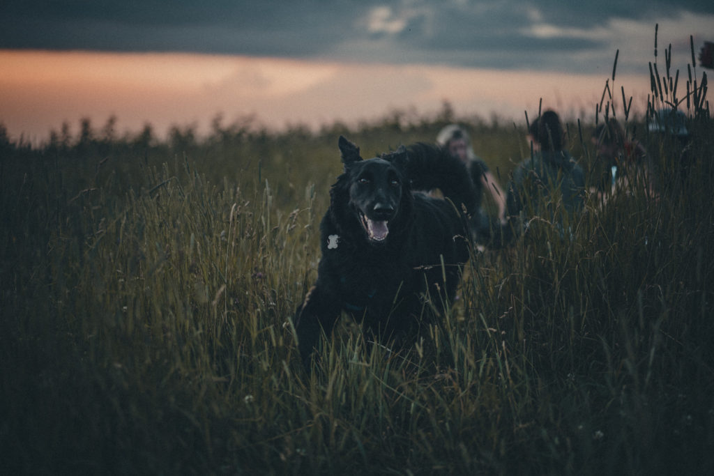 Lifestyle photography of a dog running through a field of tall grass in East TN.
