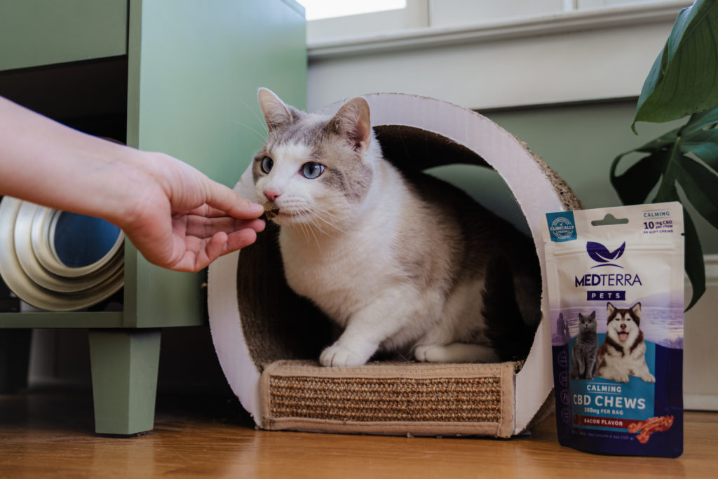 Product photography of a cat taking a CBD treat from a person's hand as the treats sit off to the side.